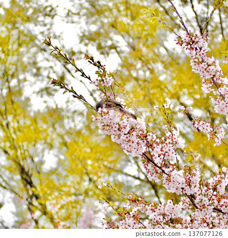 櫻花和鵯 137077126