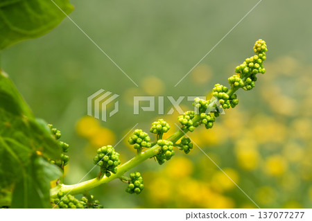 Blooming young wine grapes in the vineyard in the spring time. Blooming young wine grapes in the vineyard in the spring time. 137077277