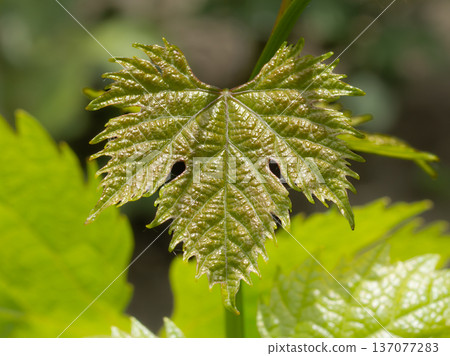 Grape leaf on a bush in the garden. 137077283