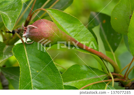 Immature pear on a branch of the tree Immature pear on a branch of the tree 137077285