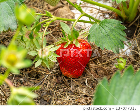 Ripe strawberry growing in the garden. 137077315