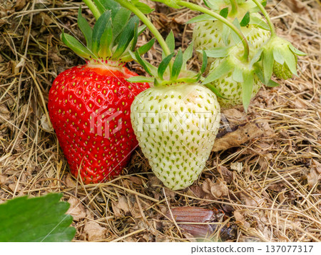 Strawberry bush with ripe and unripe berries. 137077317