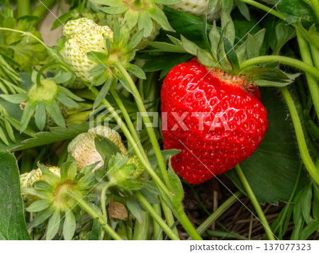 Red ripe and unripe strawberries on the bush. Red ripe and unripe strawberries on the bush. 137077323
