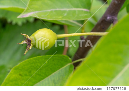 Immature pear on a branch of the tree 137077326
