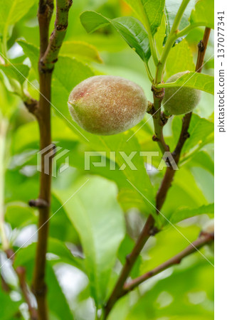 Branch of an apricot tree with an unripe fruit in the garden. 137077341