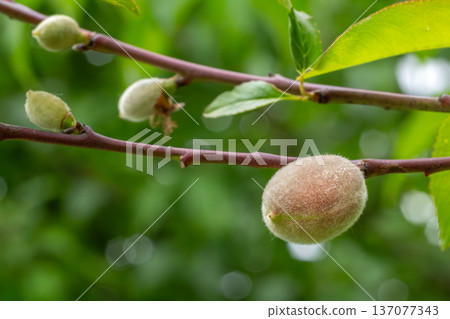Branch of an apricot tree with unripe fruits in the garden. 137077343