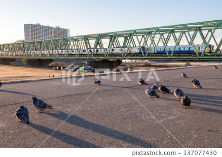 [Sobu Main Line] Early morning pigeons over the Edogawa River and a Sobu Line train 137077430