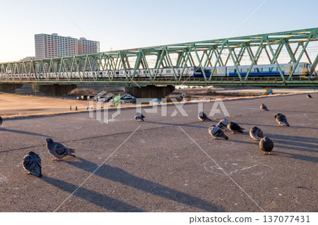 [Sobu Main Line] Early morning pigeons over the Edogawa River and a Sobu Line train 137077431