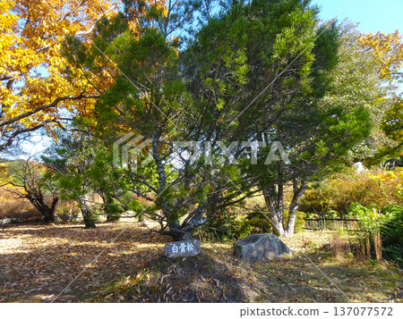 White bone pine tree at Akashi Castle Park (Akashi City, Hyogo Prefecture) White bone pine tree at Akashi Castle Park (Akashi City, Hyogo Prefecture) 137077572