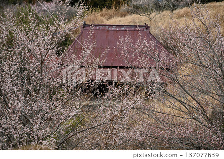Plums and Farmhouse 2 (Misato, Yoshinogawa City, Tokushima Prefecture) 137077639