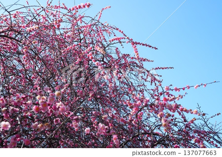 Red plum blossoms bloom beautifully against the blue sky 137077663