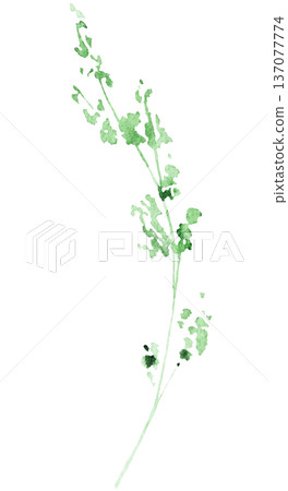 Hand drawn watercolor green grass leaves isolated illustration, single element 137077774