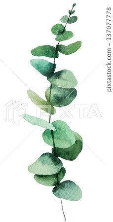 Hand drawn watercolor eucalyptus twig with green leaves isolated illustration, single element 137077778
