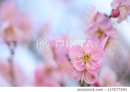 美麗的梅花 美麗的梅花 137077890