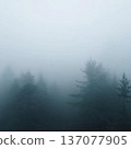 Forest wrapped in fog 137077905