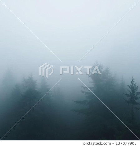 Forest wrapped in fog Forest wrapped in fog 137077905