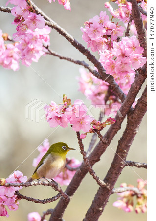 The chestnut smoky cherry blossom nectar The chestnut smoky cherry blossom nectar 137077940