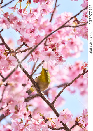 The chestnut smoky cherry blossom nectar The chestnut smoky cherry blossom nectar 137077942