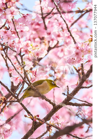 The chestnut smoky cherry blossom nectar The chestnut smoky cherry blossom nectar 137077944
