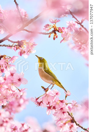 The chestnut smoky cherry blossom nectar The chestnut smoky cherry blossom nectar 137077947