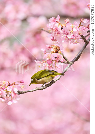 The chestnut smoky cherry blossom nectar 137077953
