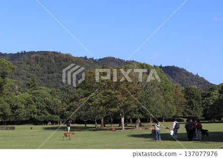 奈良公園的風景 奈良公園的風景 137077976