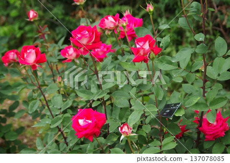 Rose flower bed Rose flower bed 137078085