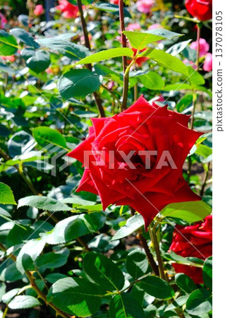 Roses up Roses up 137078105