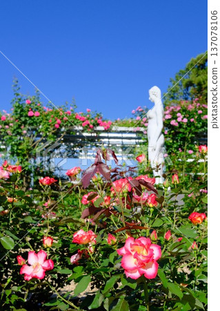 Rose garden and blue sky Rose garden and blue sky 137078106