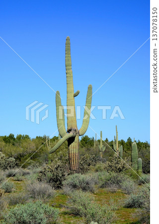 Old Saguaro Cactus Sonora desert Arizona 137078150