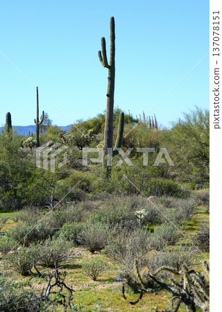 Old Saguaro Cactus Sonora desert Arizona 137078151