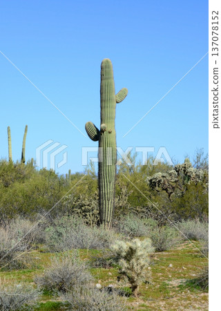 Old Saguaro Cactus Sonora desert Arizona 137078152