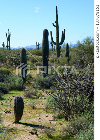 Old Saguaro Cactus Sonora desert Arizona Old Saguaro Cactus Sonora desert Arizona 137078153