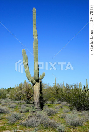 Old Saguaro Cactus Sonora desert Arizona 137078155