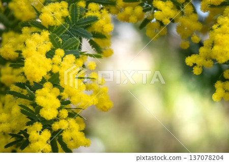 美麗的含羞草花 137078204