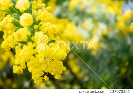 beautiful mimosa flowers beautiful mimosa flowers 137078205