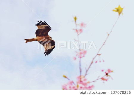 Kawazu cherry blossoms and black kites at Kaminoseki Castle Mountain Historical Park Kawazu cherry blossoms and black kites at Kaminoseki Castle Mountain Historical Park 137078236
