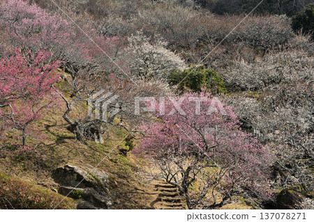 景觀與梅花 景觀與梅花 137078271