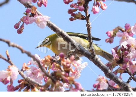 一隻美麗的日本繡眼鳥棲息在河津櫻花枝上，春日景色，藍天背景。 137078294