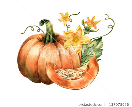 Pumpkin botanical watercolor illustration with slice, seeds, leaves and flowers. Pumpkin botanical watercolor illustration with slice, seeds, leaves and flowers. 137078936