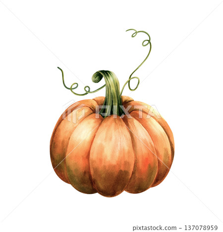 Watercolor orange pumpkin isolated on white background. Hand drawn autumn vegetable illustration for Thanksgiving or Halloween design 137078959