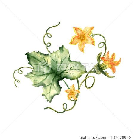 Pumpkin leaves and flowers watercolor botanical composition. Pumpkin leaves and flowers watercolor botanical composition. 137078960