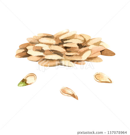 Watercolor pile of pumpkin seeds isolated on white. 137078964