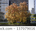 Street tree of autumn leaves Zelkova 137079016