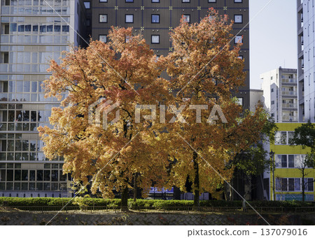 Street tree of autumn leaves Zelkova 137079016