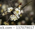 white plum blossom 137079017