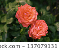 A red rose 137079131