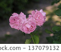 Dark pink roses 137079132