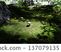 A lone mushroom growing 137079135