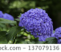 Purple hydrangea 137079136